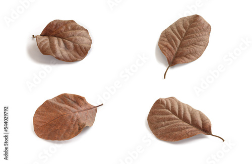 Dry brown leaves.