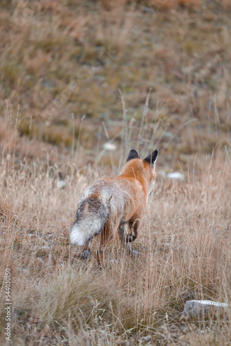 Fototapeta Naklejka Na Ścianę i Meble -  A red fox with its winter coat in the mountains.