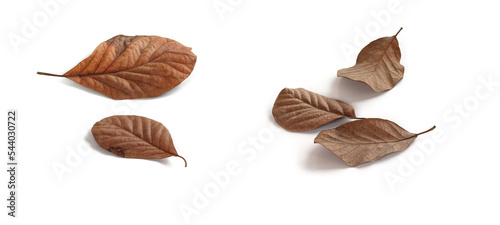 Dry brown leaves.