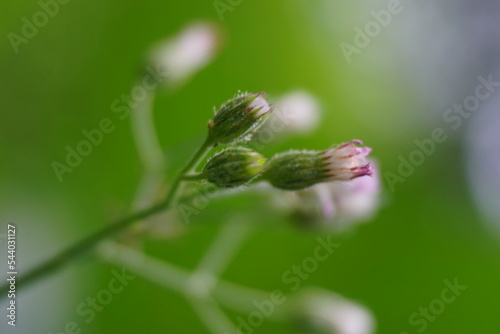 Cyanthillium cinereum (little ironweed, poovamkurunnila, monara kudumbiya, sawi langit) flower. Cyanthillium cinereum has been used to quit smoking and relieve the common cold photo