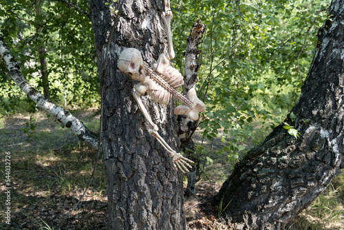 A frightening skeleton with a skull hanging from a tree. A human skeleton hanging from a tree trunk. Halloween. Frightening find in the green summer forest