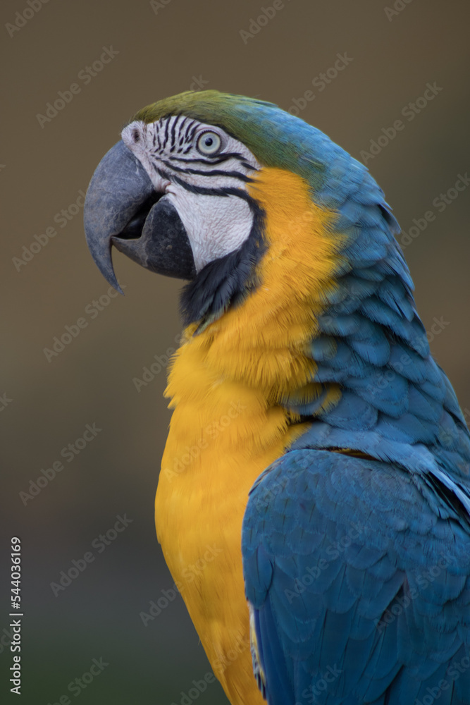 blue and yellow macaw