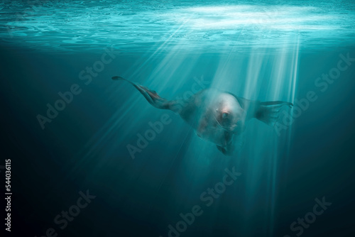 Photomontage with a sea lion swimming in underwater dark blue deep ocean wide nature background with rays of sunlight. © danimages
