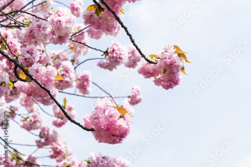 closeup view of beautiful blooming Japanese cherry blossoms on branches against blue sky in spring in Osaka, japan