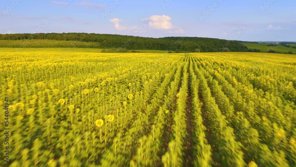 Large sunflower plantation in sunny day. UHD 4k video. Large sunflower plantation in sunny day. UHD 4k video.