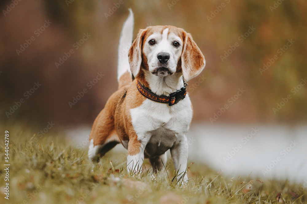 beautiful autumn portrait of a beagle dog
