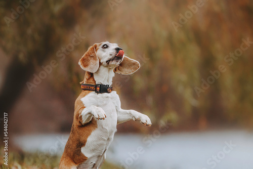 beagle dog breed jumping on a beautiful autumn background photo with tongue © Lait_ph