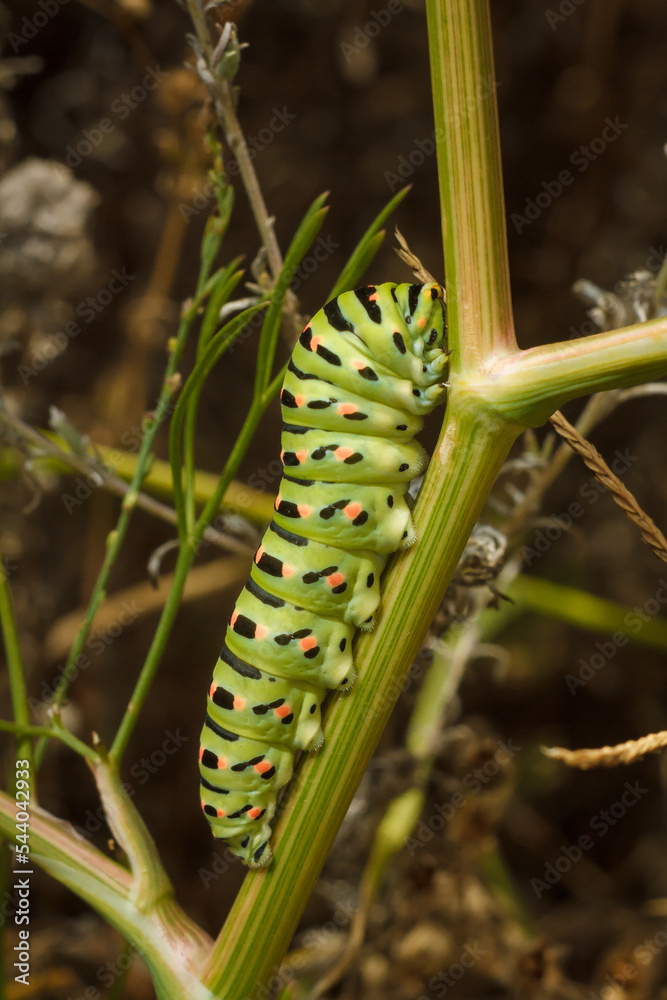 beautiful green spotted Papilio machaon or Old World swallowtail caterpillar on plant. Soft focused vertical macro shot