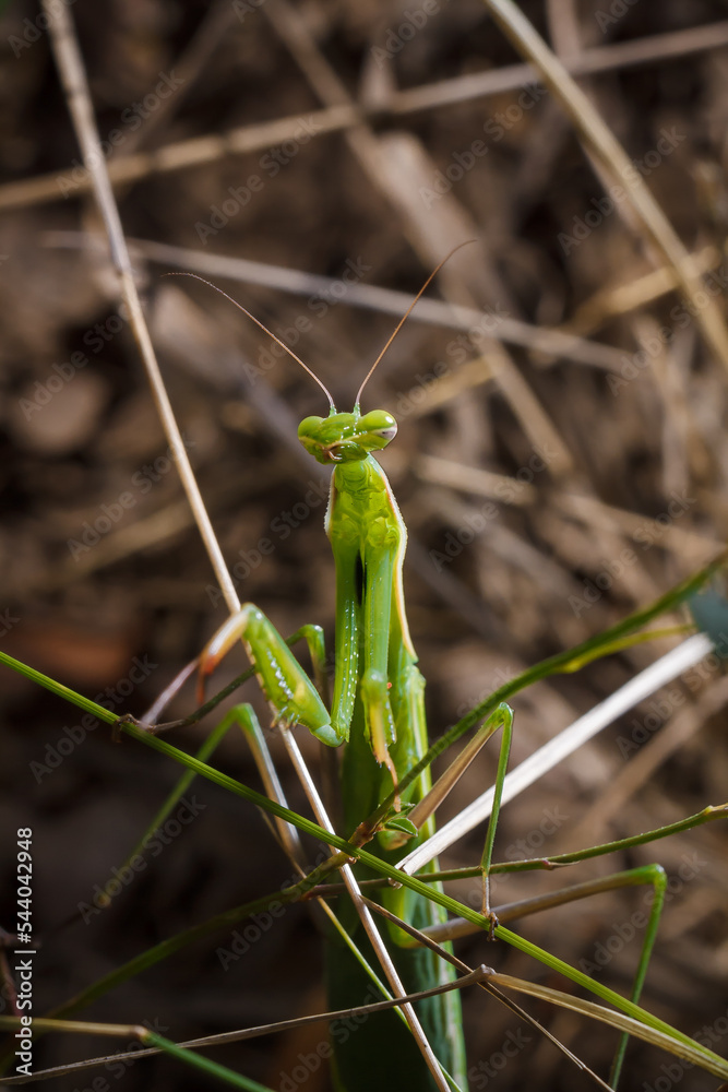 Big green young European mantis or mantis religiosa sitting on branch. Insects and flora. Soft focused macro shot Big green young European mantis or mantis religiosa sitting on branch. Insects and flora. Soft focused macro shot