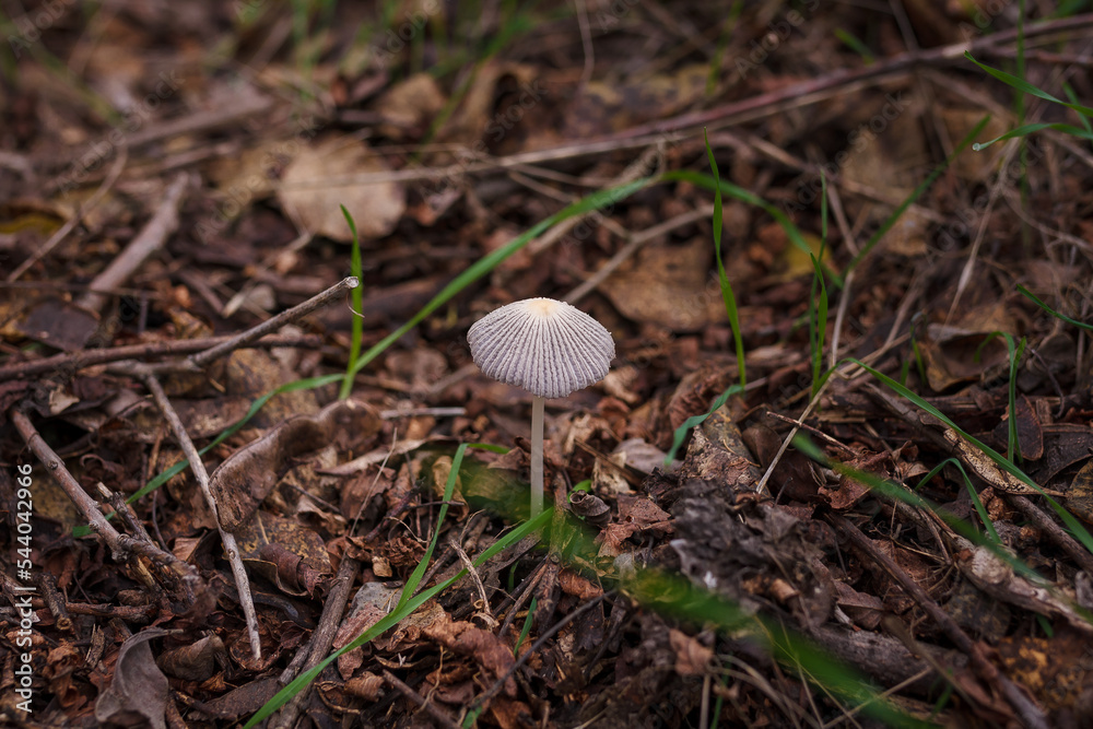 Soft focused shot of tiny forest mushroom on dry autumn leaves and grass background. Fall wild nature Soft focused shot of tiny forest mushroom on dry autumn leaves and grass background. Fall wild nature