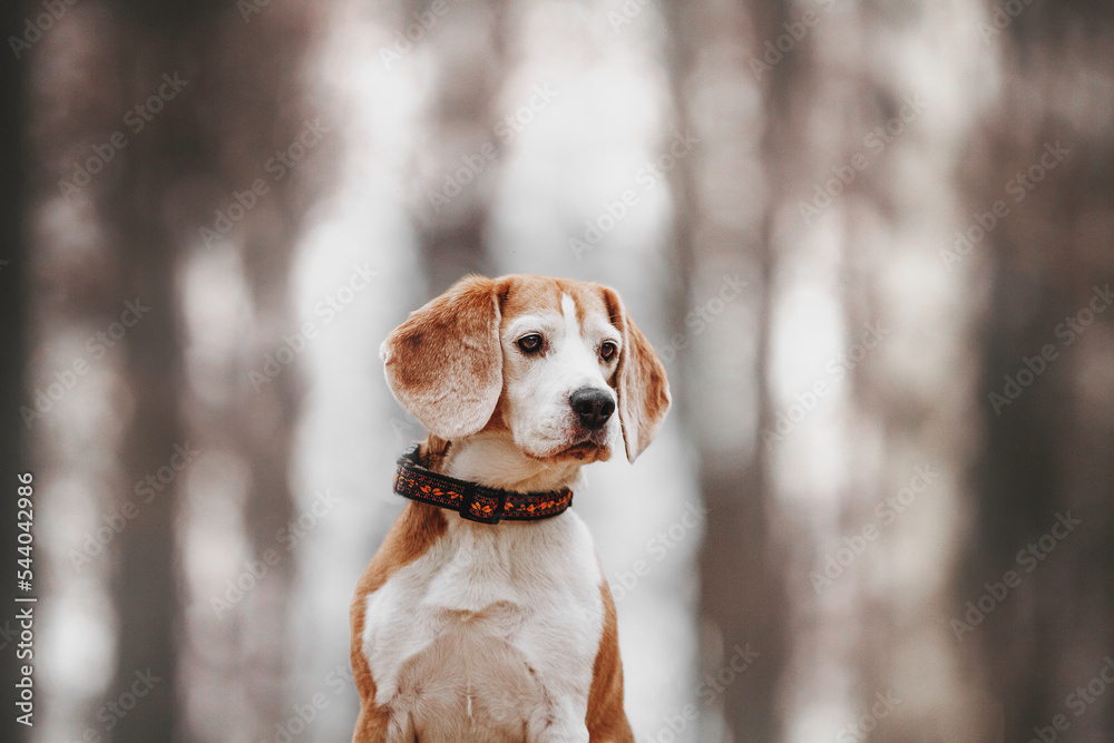 beautiful autumn portrait of a beagle dog