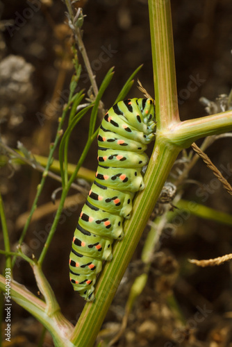 beautiful green spotted Papilio machaon or Old World swallowtail caterpillar on plant. Soft focused vertical macro shot