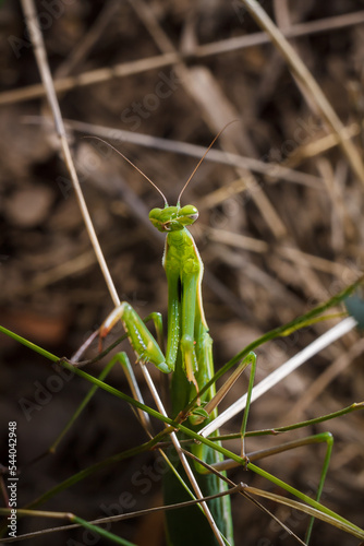 Big green young European mantis or mantis religiosa sitting on branch. Insects and flora. Soft focused macro shot