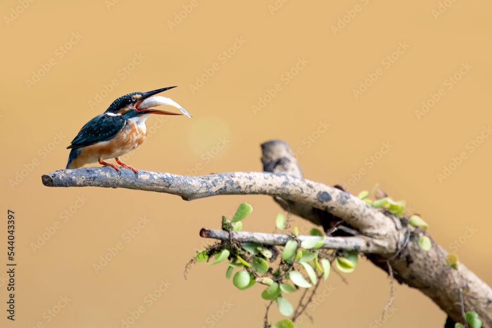 Fototapeta premium Common kingfisher bird catches fish, Common kingfisher bird on branch, Common kingfisher bird closeup 