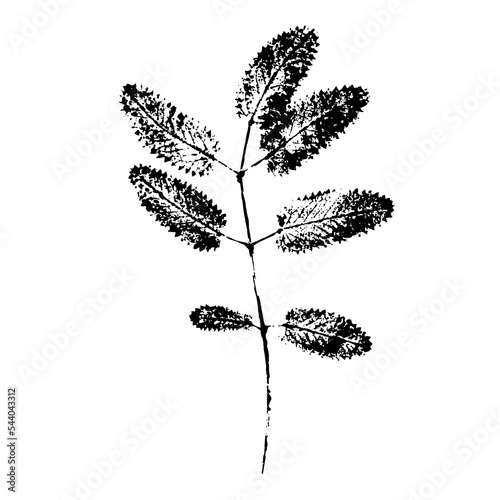 Ink print of the leaf texture of a herbaceous field plant. Nature element for the design isolated on a white background.