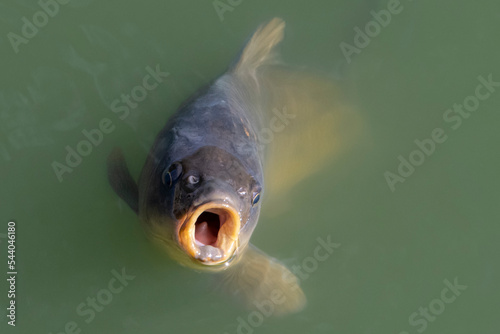Fisch mit offenem Maul schaut aus dem Wasser