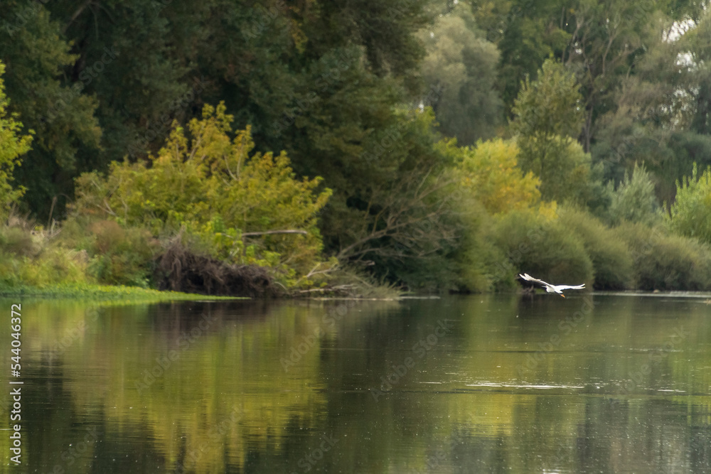 Spiegelung einer Baumreihe in einem Fluss