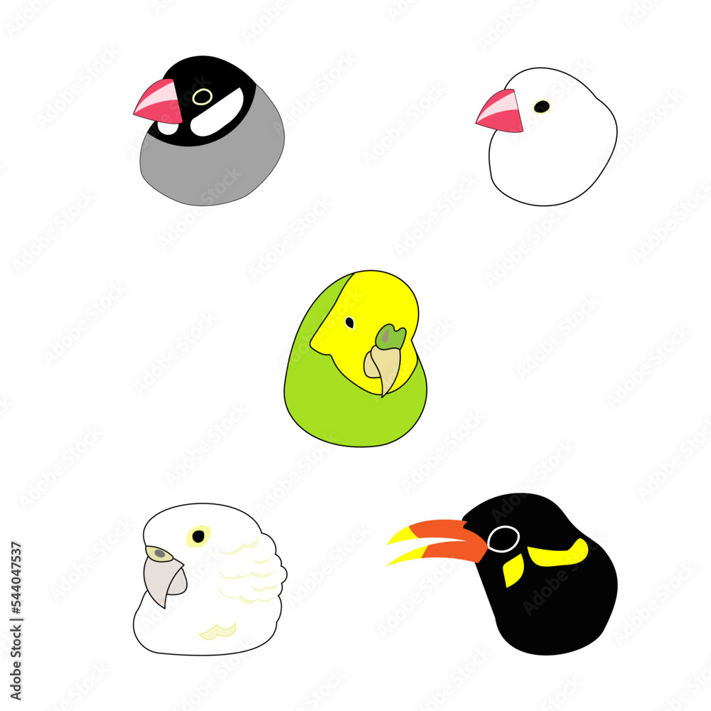 Fototapeta premium myna bird, parakeet, parrot, birds, budgerigar, java sparrow