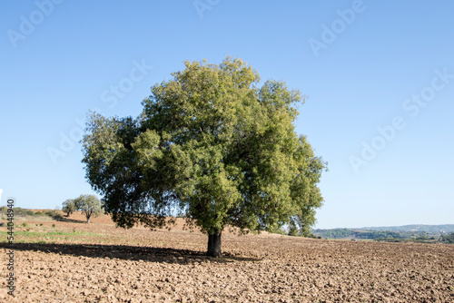 A wild pistaca tree in a field