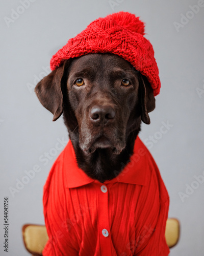 Canvas Print Labrador retriever dog in a red jacket and a red hat and glasses looks at the camera