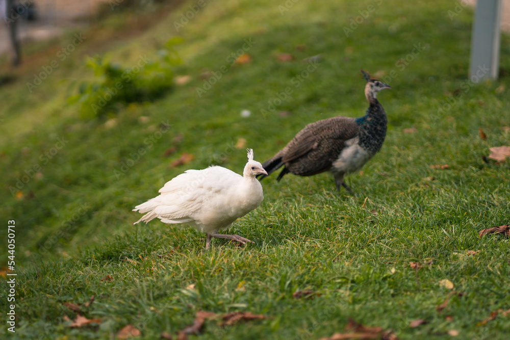 Obraz premium Young white baby peacock with tiny crown