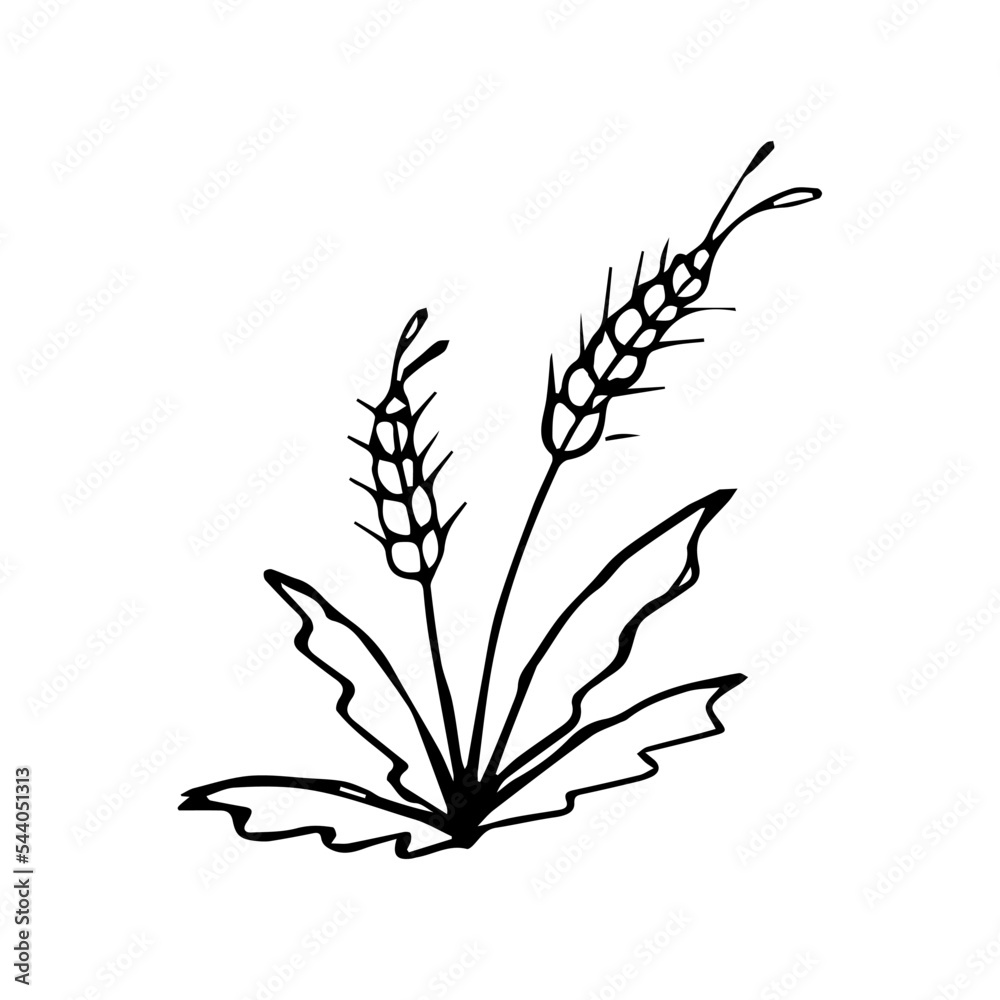 hand drawn flower single doodle element hand drawn flower single doodle element