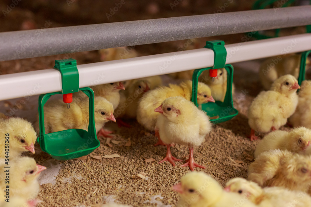 Ταπετσαρία Yellow chicks in grow out house of chicken farm.