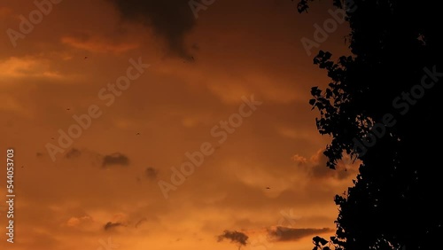 yellow sunset, the dawn of the sun, flying birds, the silhouette of a tree develops in the wind