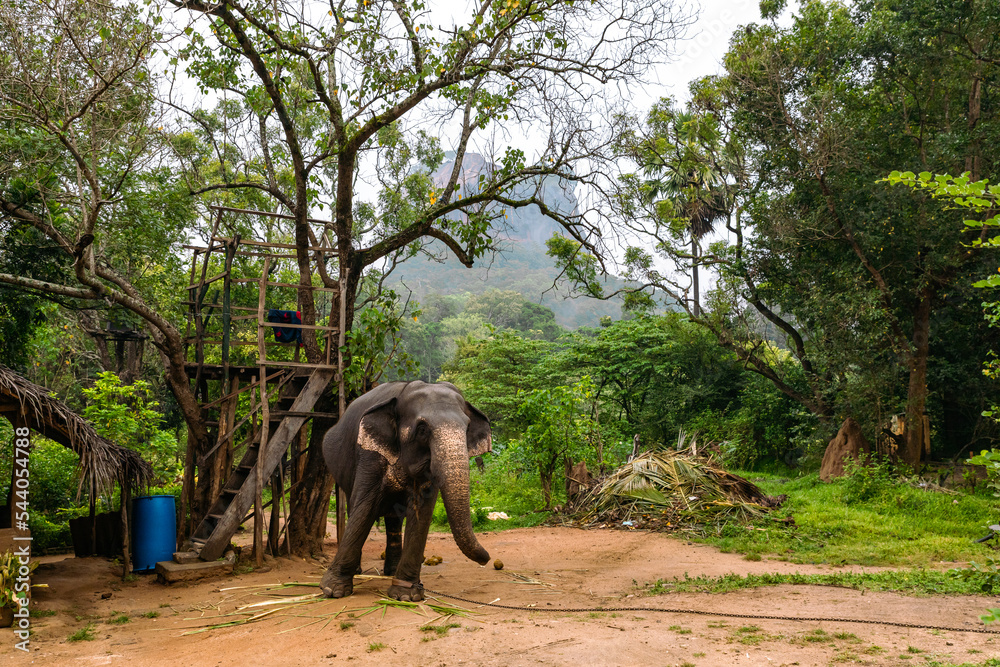 Fototapeta premium Forest path to Sigiriya Lion Rock Fortress in Sri Lanka.