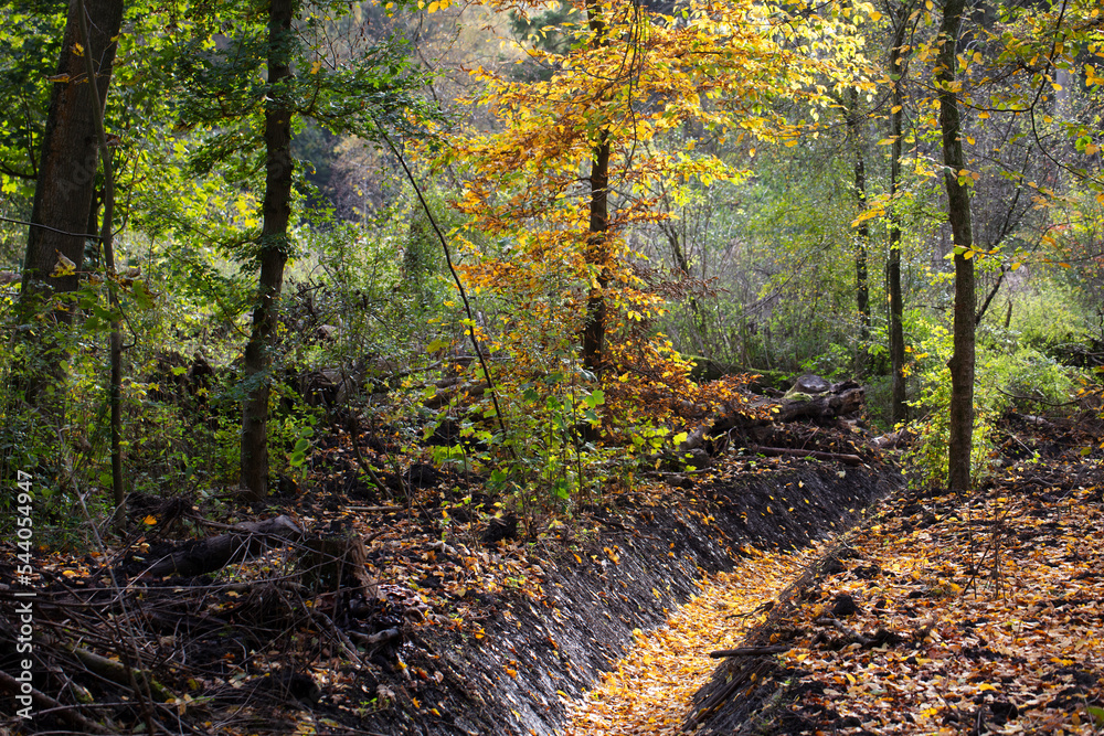Fotografie Autumn landscape with trees an a ditch
