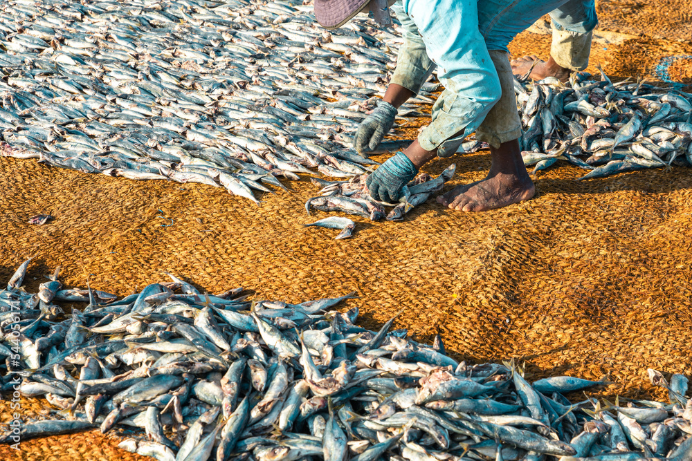 People working with fish on the beach in Negombo, Sri Lanka. - obrazy, fototapety, plakaty 