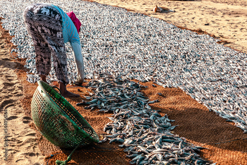 Canvastavla People working with fish on the beach in Negombo, Sri Lanka.