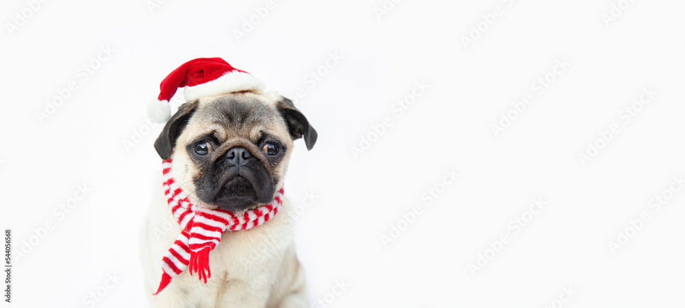 cute funny little happy welsh corgi cardigan puppy wearing santa hat sitting on white background and looking at camera. christmas card. new year and christmas pets concept. banner