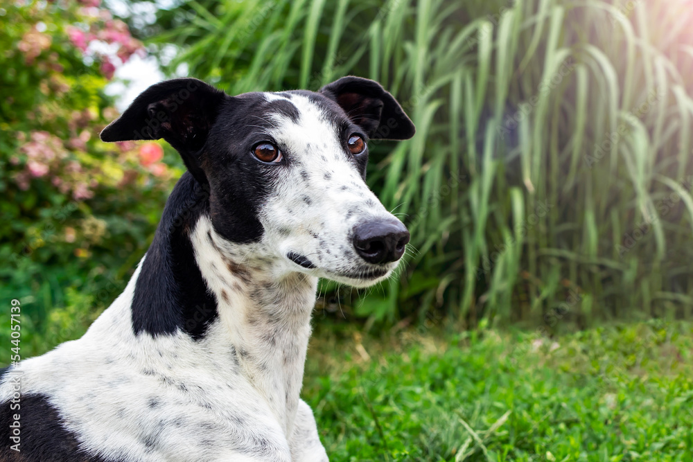 Greyhound dog portrait on the background of nature on a summer day. Greyhound dog portrait on the background of nature on a summer day.