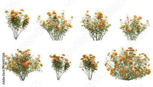 orange rose flowers isolated on white, 3D render photo