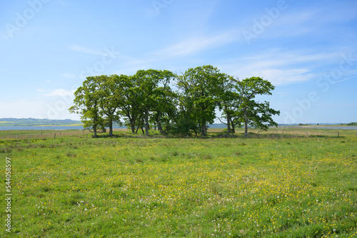 Tree island on the sunny meadow