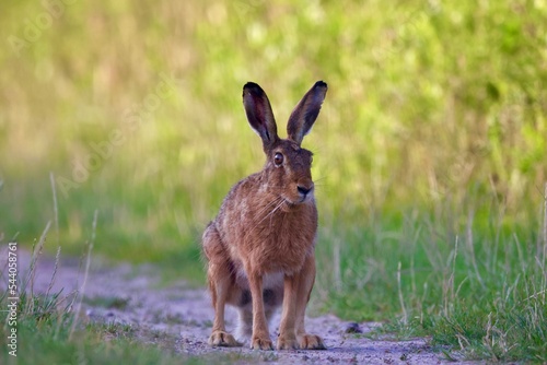 rabbit in the grass © Niclas