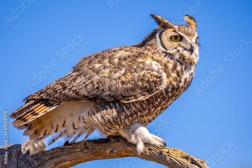 A Great Horned Owl in Tucson, Arizona