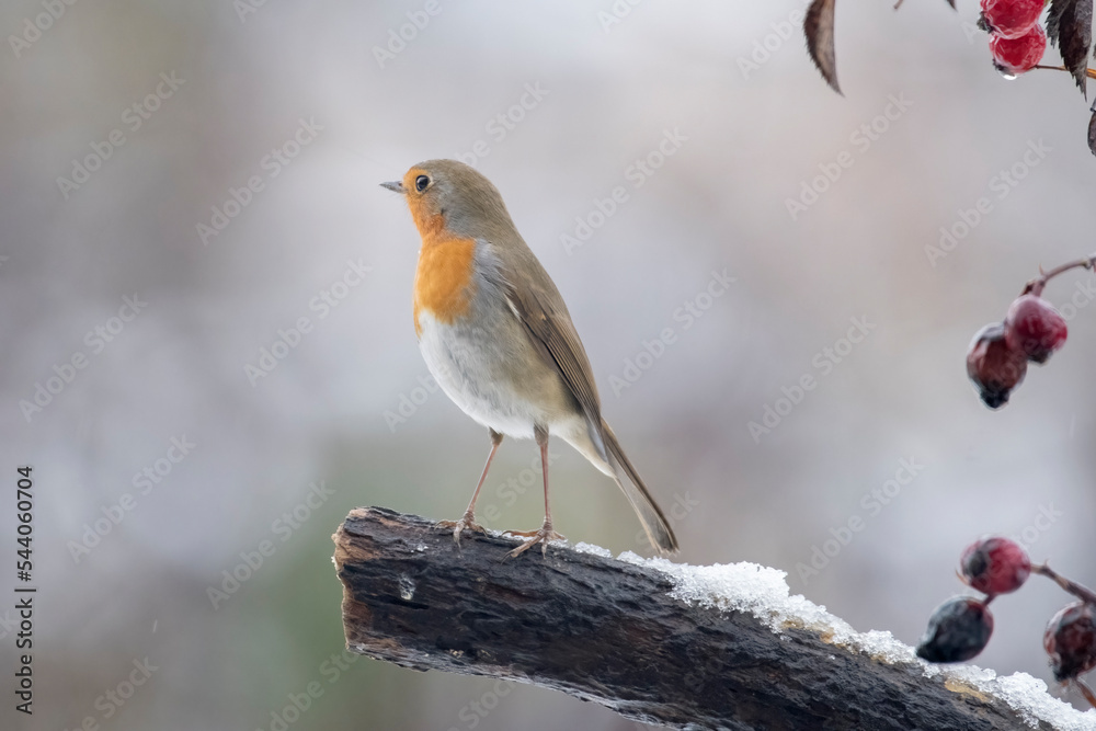 A cute robin bird (Erithacus rubeula) standing on a snowy log with rosehip berries in the background, looks around curiously. Christmas image - adorable animals. Piedmont, Italy