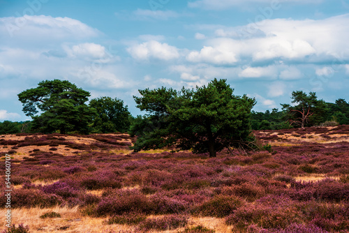 Trees on sky background, Westruper Heide in autumn, Germany. photo