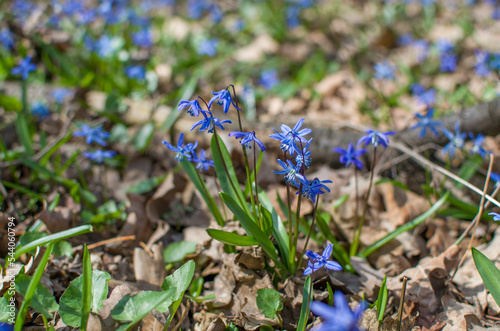 First spring flowers - beautiful bluebells, close view.