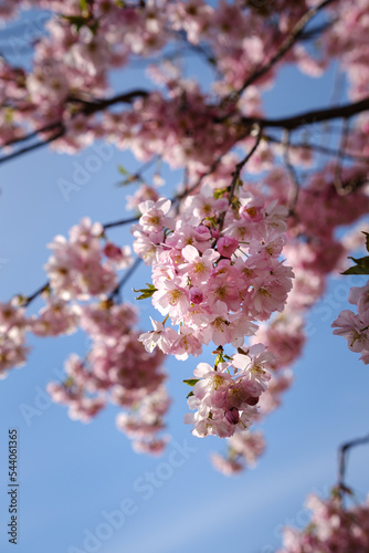 Photography Pink Sakura Blossoms. Close up sot of cherry blossoms.