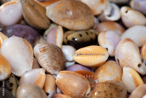 Cowrie seashells (cypraea) collected from the beach make a colourful display and an attractive wallpaper