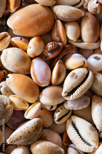 Cowrie seashells (cypraea) collected from the beach make a colourful display and an attractive wallpaper photo