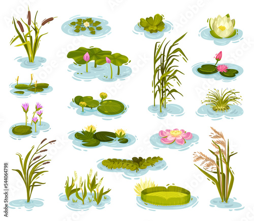 Water and Swamp Plants with Waterlily and Reed Big Vector Set