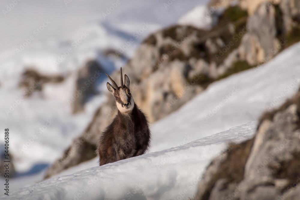 Male chamois (Rupicapra rupicapra) faces the steep snowy slopes of the alps against snowy rocks in the background. Beautiful nature - Italian Alps, Piedmont.