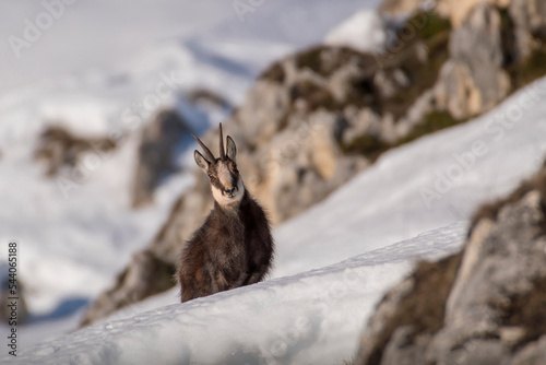 Obraz na płótnie Male chamois (Rupicapra rupicapra) faces the steep snowy slopes of the alps against snowy rocks in the background. Beautiful nature - Italian Alps, Piedmont. w salonie