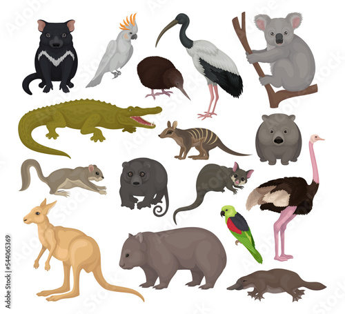 Australian animals set. Kangaroo, wild dog dingo, marsupial bear, koala, echidna, platypus, wombat cartoon vector illustration photo