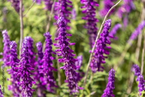 lavender field in region © Seif