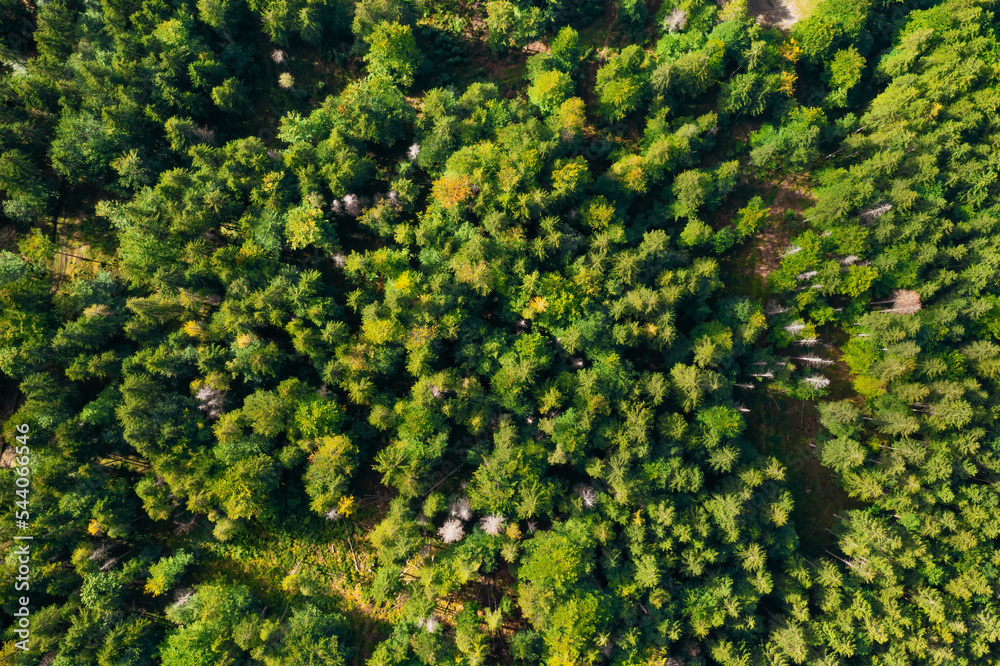 Top view of the young green top of spruce trees in the forest. Summer landscape of healthy trees, environmental conservation, and biodiversity